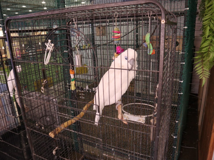  실내동물원 , 아이와 갈만한 곳 키즈카페도 같이 이용가능한 쥬라리움 파주점