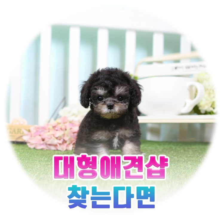  대형애견샵 찾는다면