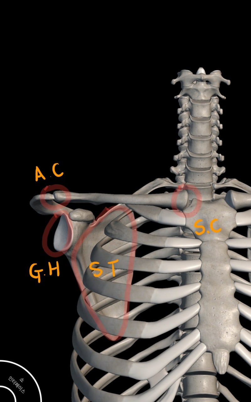어깨관절(Shoulder complex) 4가지를 알아보자 (SC/ST/AC/GH.jt) : 네이버 블로그