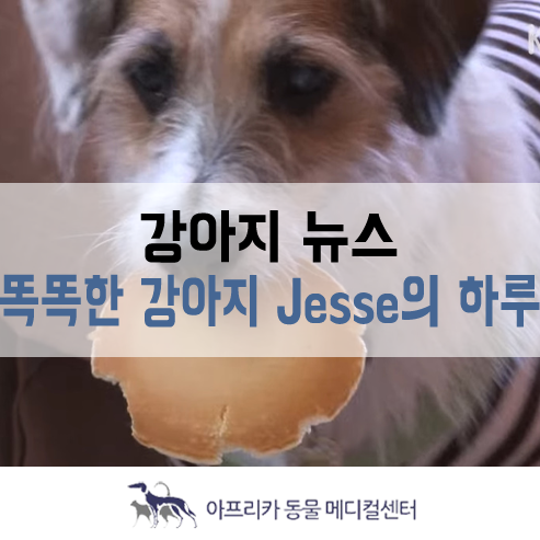 강아지 뉴스 : 세상에서 가장 똑똑한 강아지 Jesse의 하루!
