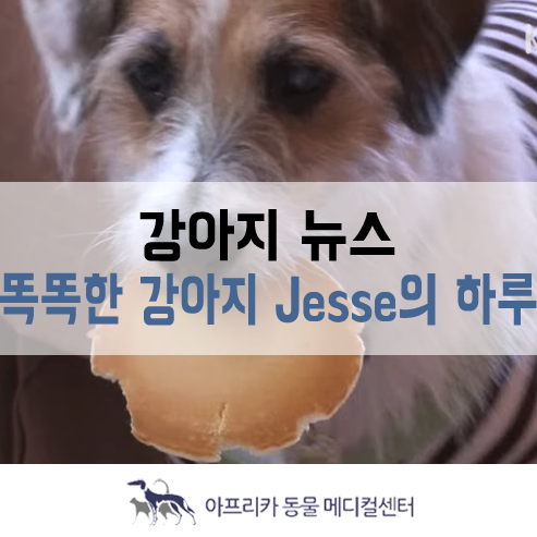  강아지 뉴스 : 세상에서 가장 똑똑한 강아지 Jesse의 하루!