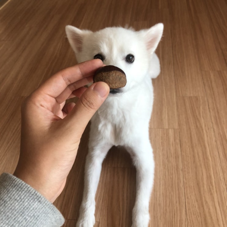  흑임자씨 사랑해요
