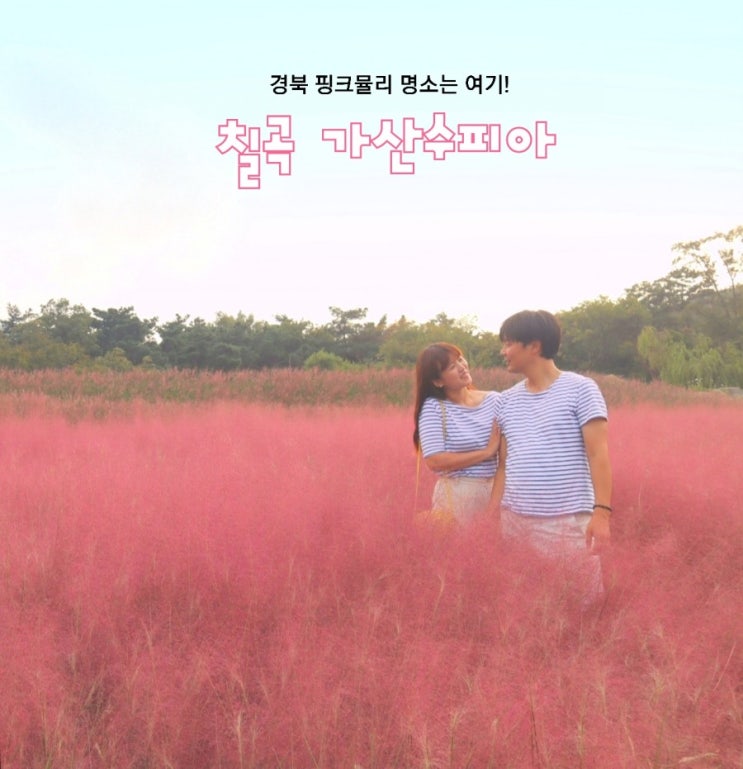  경북 핑크뮬리 명소, 칠곡 가산수피아로 10월 국내여행 떠나요!(캠핑가능)