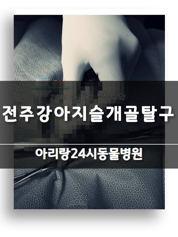  전주강아지슬개골탈구 예방은 아리랑24시에서!