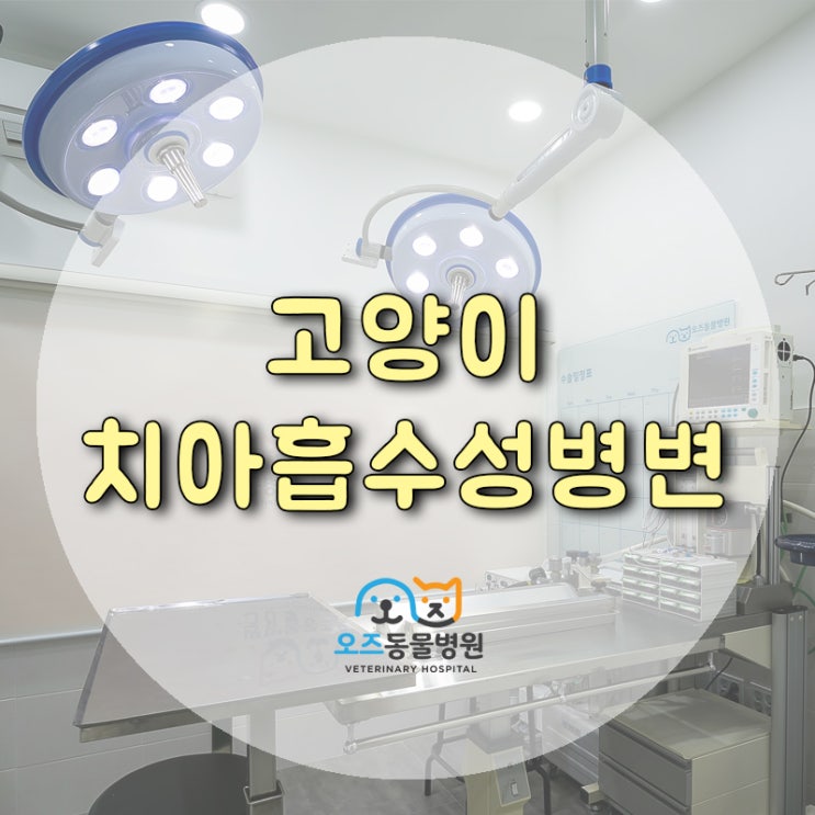 10살 고양이 치아흡수성병변 FORL 증상 및 치료 방법은? / 스케일링, 발치했어요