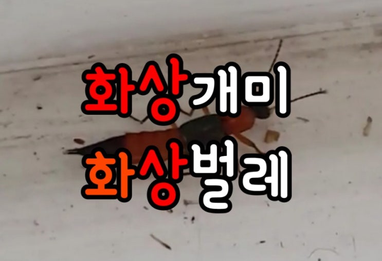  대학기숙사 다음엔 김해 장유에도 상륙?? 위험천만한 베트남 화상개미,화상벌레 조심하세요