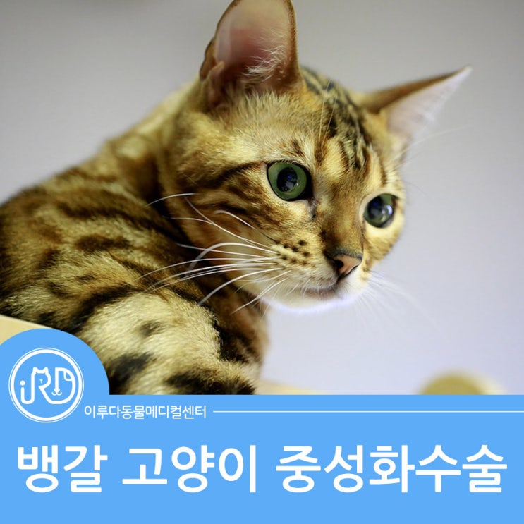 화성 대형견 전문 동물병원 진료 케이스 : 뱅갈 고양이 중성화 수술