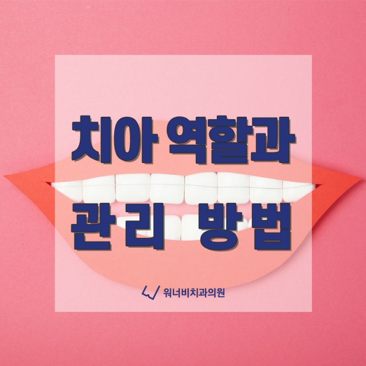 부산사랑니발치치과 부위별 치아 역할과 관리 방법