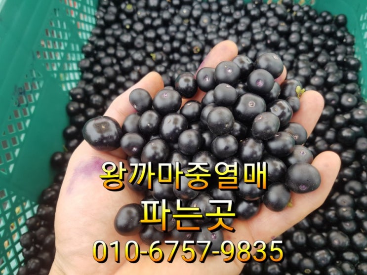  왕까마중효능 비염에 좋고 저렴한 곳