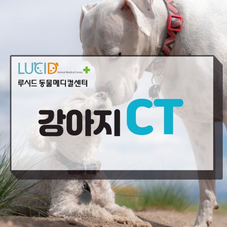  강아지 CT