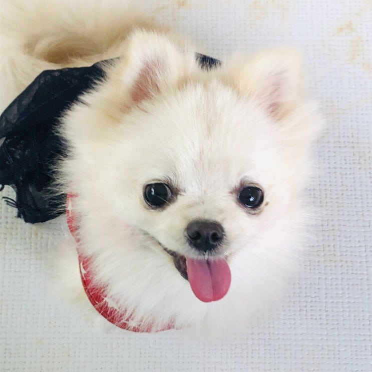  너무 귀여운 남의 강아지 로사 사진 모음
