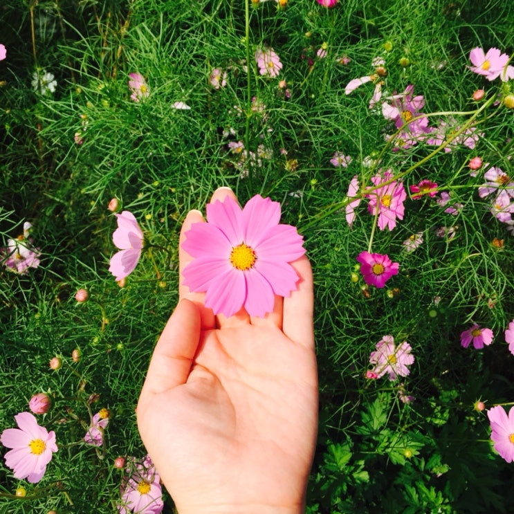  2019년 9월 30일 ~10월6일 띠별운세 :)호랑이띠,토끼띠,용띠,뱀띠,말띠,양띠,원숭이띠,닭띠,개띠,돼지띠,쥐띠,소띠 운세 