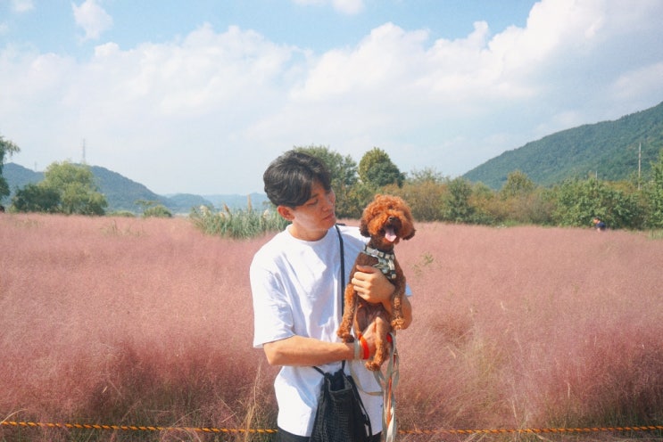  :: 대구여행 :: 대구 핑크뮬리 논공에도 있어요 !