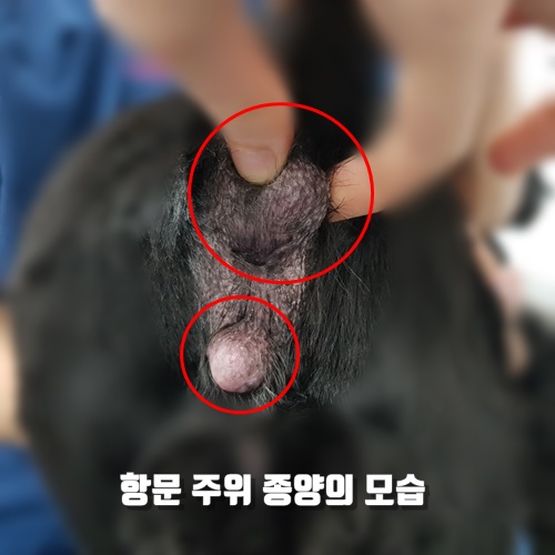 16살 강아지 항문 주위 종양 제거 수술. 조직검사 결과 양성? 악성?