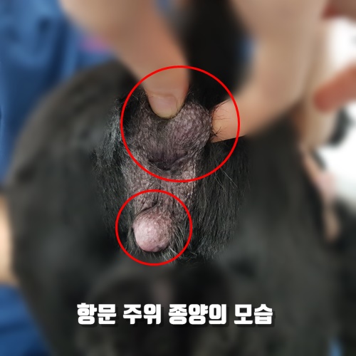  16살 강아지 항문 주위 종양 제거 수술. 조직검사 결과 양성? 악성?