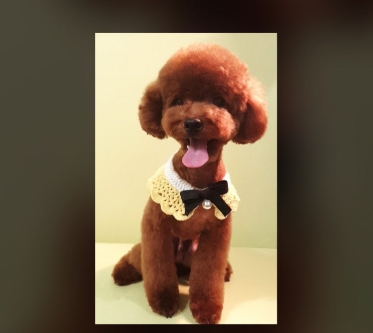  푸들미용 스포팅 하러 왔지요~