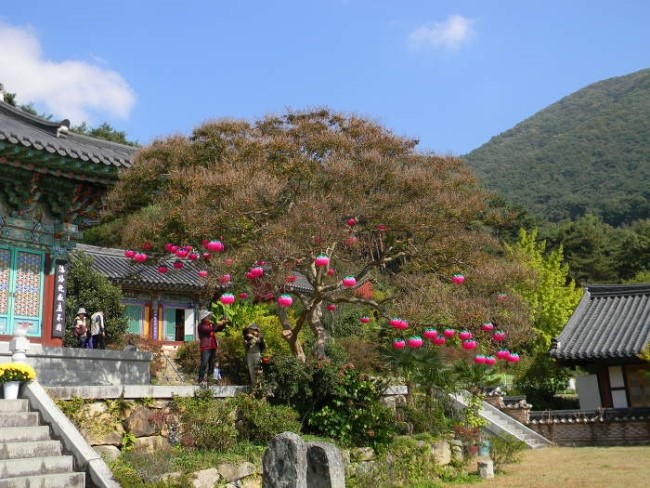  화순 만연사와 그곳의 명물인 배롱나무, 만연산의 물을 먹고 자란 만연저수지