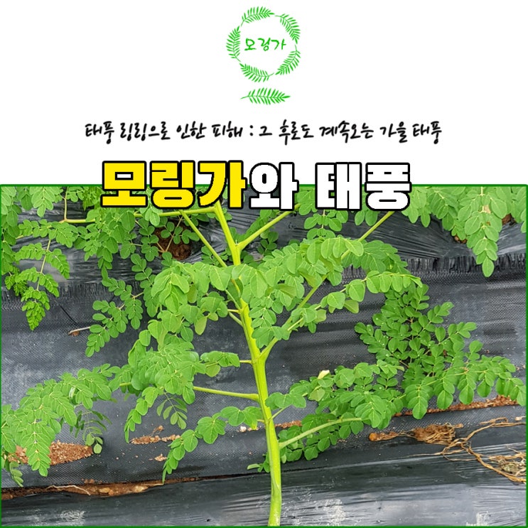  [아리랑팜] 또 태풍이 온다 : 18호 태풍 미탁