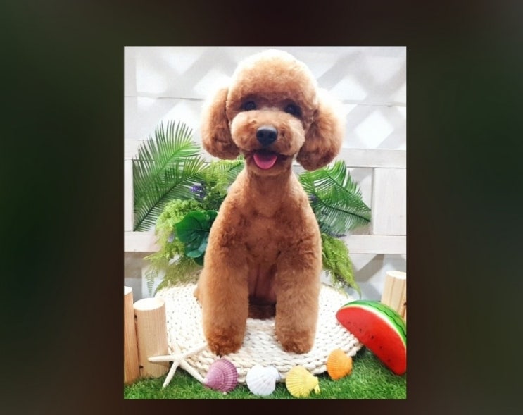  계산동푸들미용 곰돌이컷  스포팅