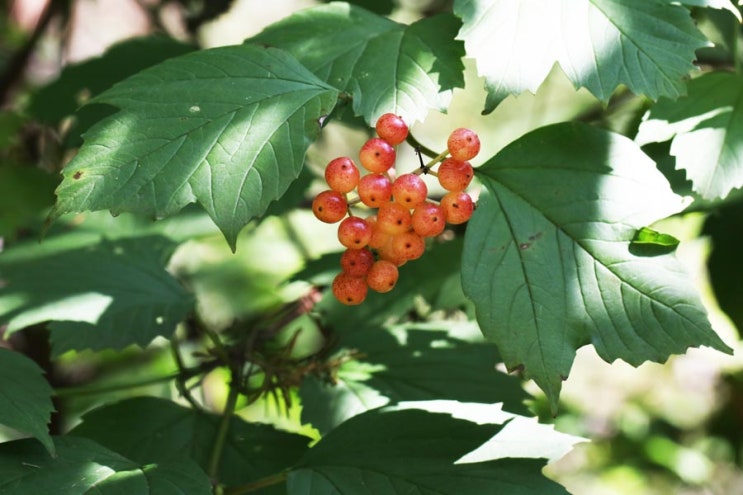 가을에 붉은색으로 익는 까치밥나무의 열매