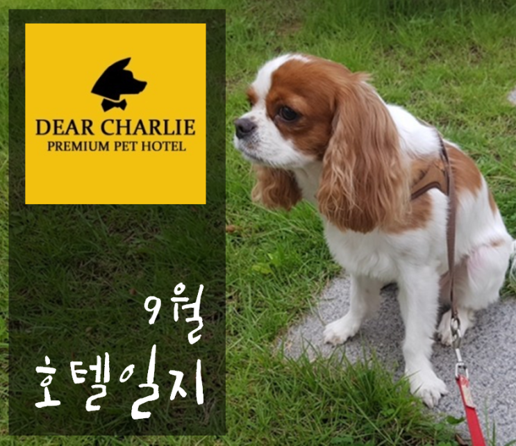  9월의 호텔일지_ 부산애견호텔, 디어찰리