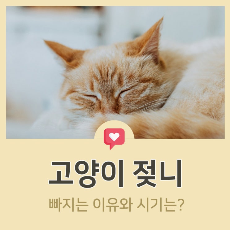  고양이 젖니 빠지는 이유와 시기는?