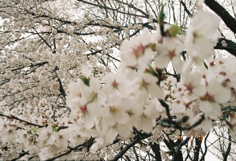 후지 C200(Fujicolor C200)/필름사진 색감, 필름현상 : 네이버 블로그