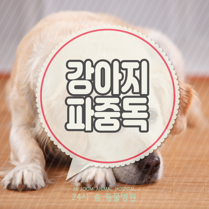  강아지 파 중독 이유와 대처법(강아지 양파, 강아지 파, 강아지 마늘)
