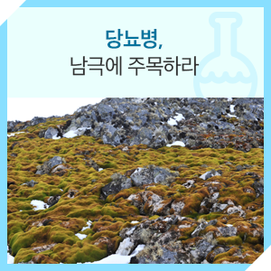  남극에서 발견한 극적인 당뇨병 치료제 | 극지연구소의 극적인 과학