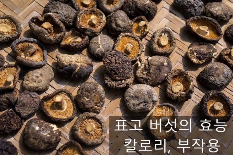 제철 맞은 표고버섯의 효능, 칼로리 그리고 부작용을 알아볼까요??