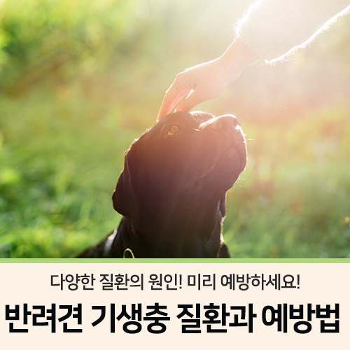  반려견 기생충 질환과 예방법 _ 아라포펫 댕댕이생활