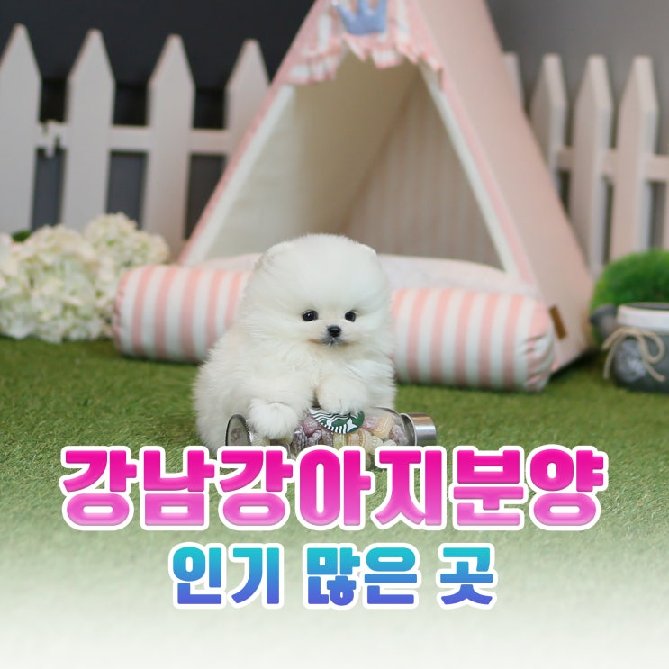  강남강아지분양 인기 많은 곳