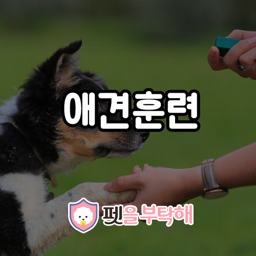  애견훈련 강압적으로 시켜야 효과적이다?