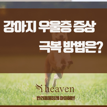  강아지 우울증 증상 어떻게 극복할 수 있을지 함께 알아봐요.