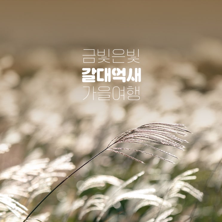  가을여행 추천, 억새와 갈대 따라 금빛 은빛 여행 떠나기!