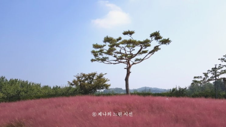  안성 수요미식회  #서일농원 한정식 맛집 : 솔리 특건강밥상 수천 장독대 / 핑크뮬리 산책로 한바퀴 !! (솔리 메뉴 가격)