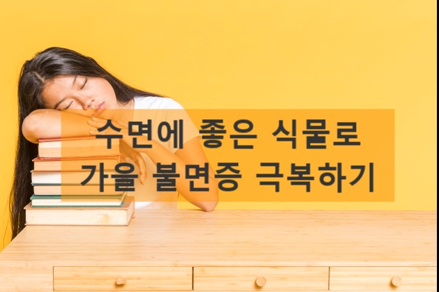  수면에 좋은 식물로 가을 환절기 불면증 극복해보세요