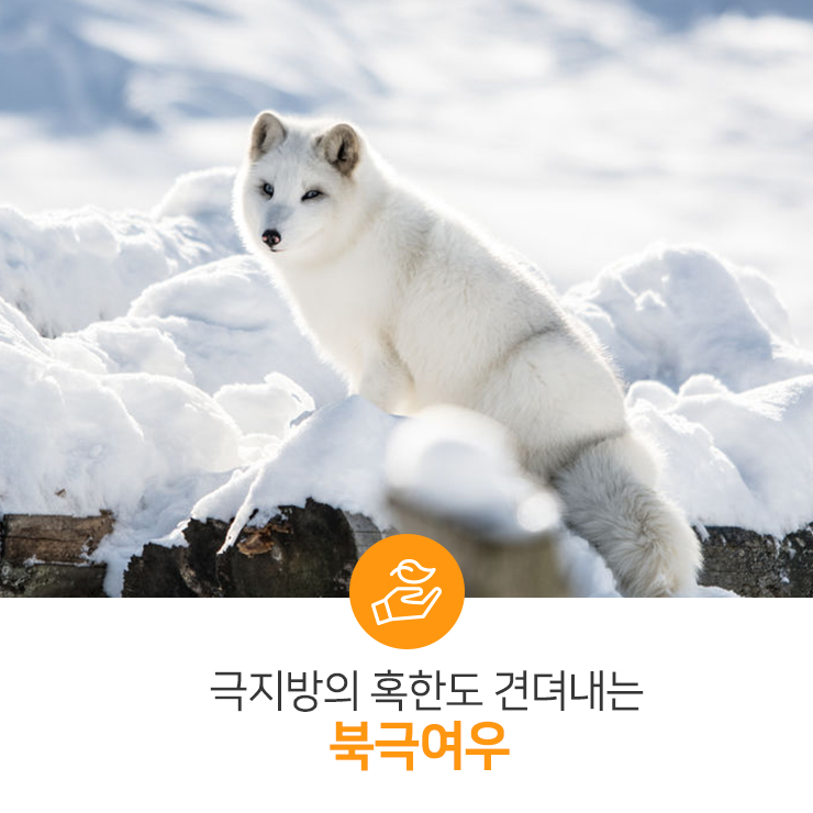  [인포그린픽] 극지방의 혹한도 견뎌내는 '북극여우'