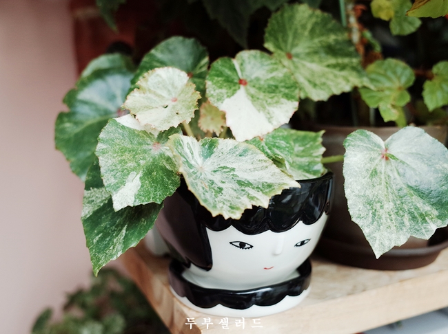  깨꼬닥