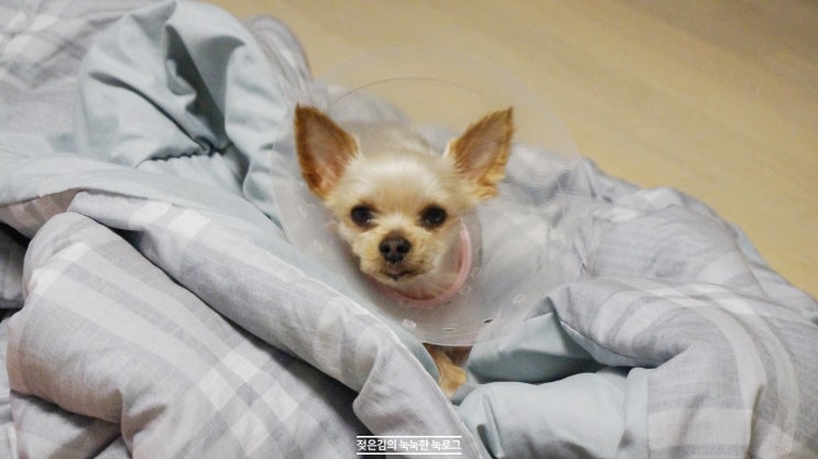 천안 엔젤동물병원에서 암컷 강아지 중성화 수술 후기