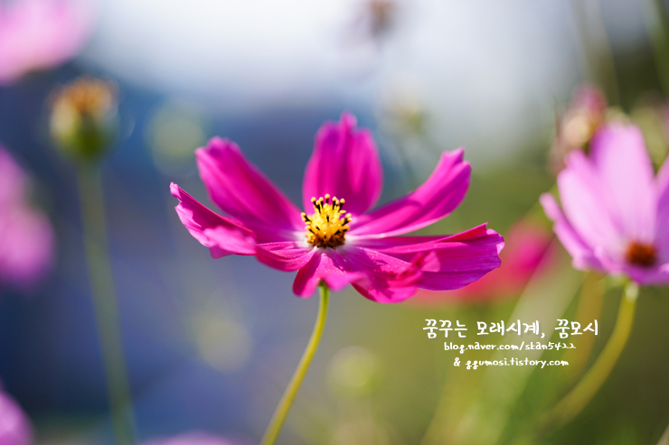  <인천대공원> 코스모스꽃이 피는 날