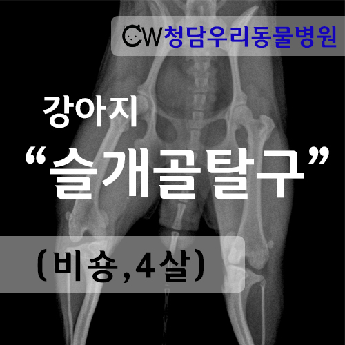  ::강남동물병원:: 강아지가 다리를 들고 걸어요 / 강아지가 다리를 절어요 - 강아지 슬개골탈구 증상 + 강아지슬개골전문병원 24시 청담우리동물병원