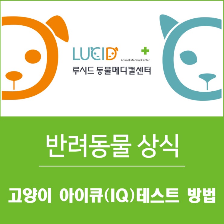 강북구 동물병원 고양이 상식 : 고양이 아이큐(IQ)테스트 방법!