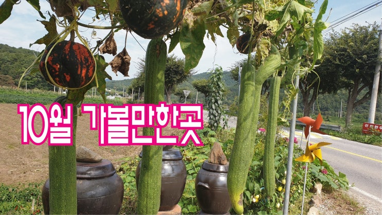  10 /11월에 가볼만한곳 휴양림휴계소 미동산수목원 수세미 단호박 효능 부작용