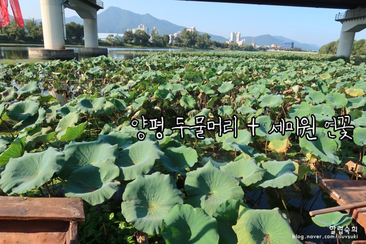  [서울근교] 양평 두물머리 + 세미원 연꽃