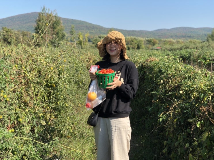  캐나다 몬트리올 일상, apple picking :) 사과 따기 체험쓰~