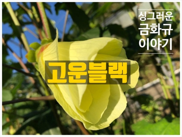  금화규 콜라겐과 단백질 담다