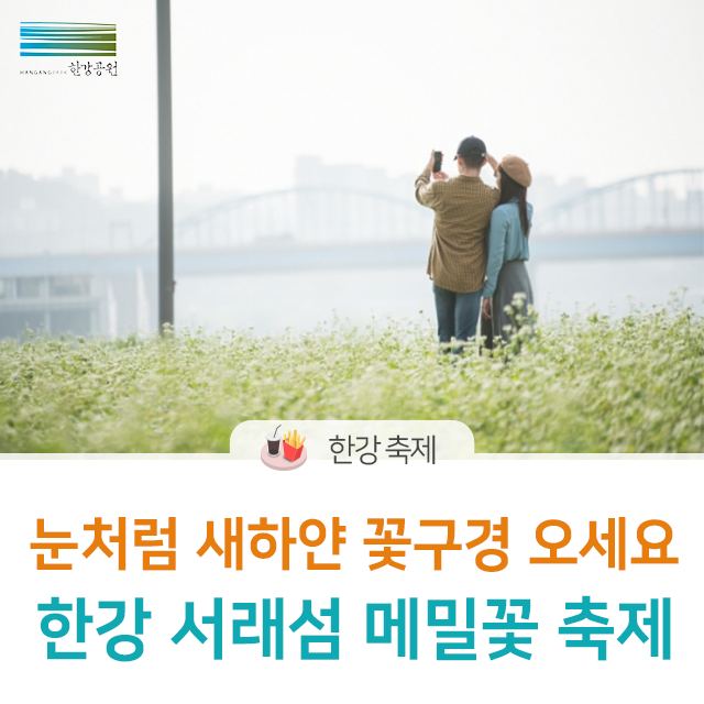  눈처럼 하얀 꽃구경 오세요. 서래섬 메밀꽃 축제