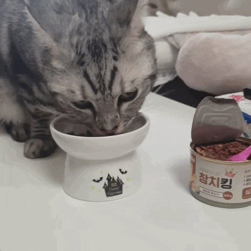  고양이캔사료 동원참치킹 가성비 최고!