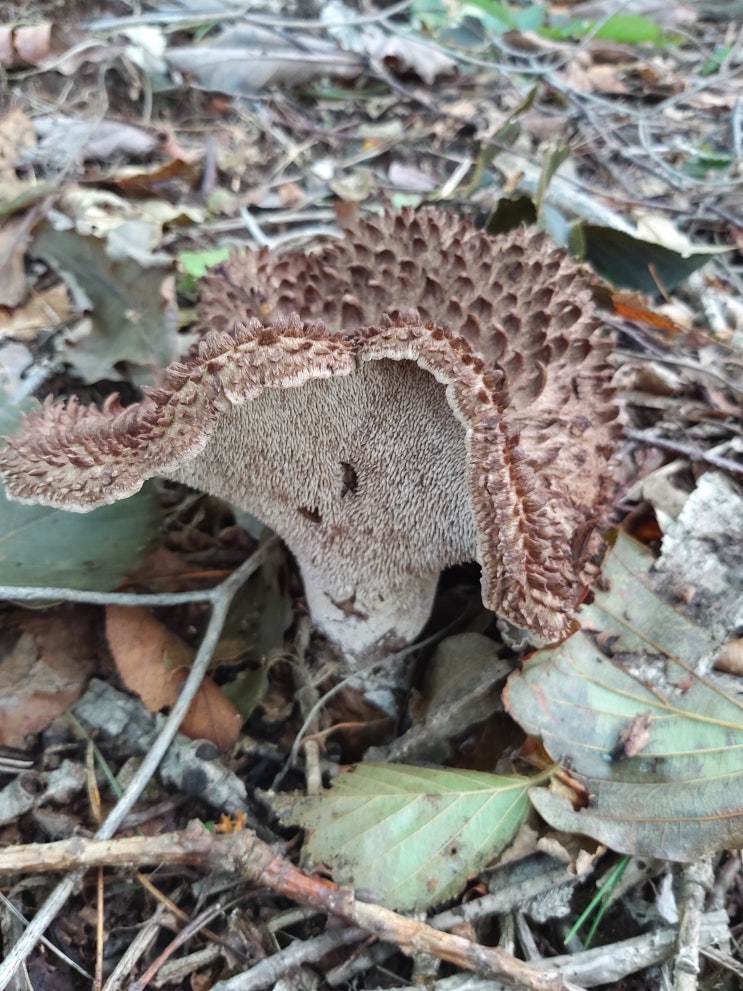  능이버섯 숙주